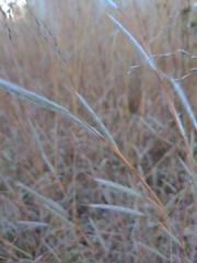 Andropogon ternarius