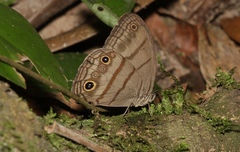 Megeuptychia antonoe