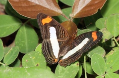 Adelpha iphiclus