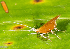 Torodora