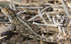 Agama aculeata