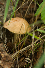 Suillus bovinus