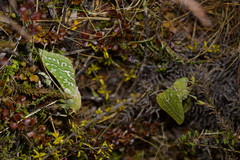 Aenetus virescens