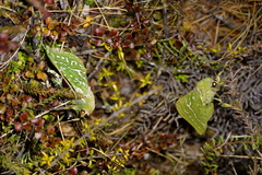 Aenetus virescens