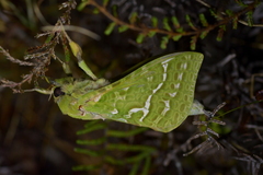 Aenetus virescens