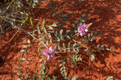 Indigofera brevidens
