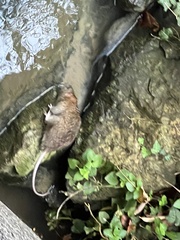 Rattus norvegicus