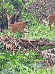 Tragelaphus sylvaticus