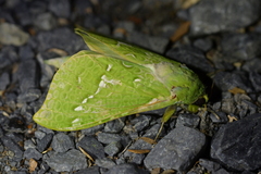 Aenetus virescens