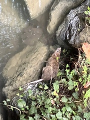 Rattus norvegicus