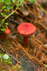 Suillus asiaticus