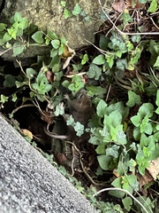 Rattus norvegicus