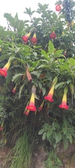 Brugmansia sanguinea