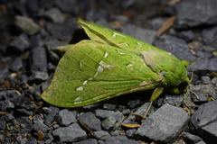 Aenetus virescens