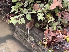 Rattus norvegicus