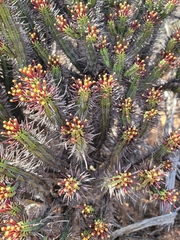 Euphorbia heptagona