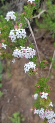 Arcytophyllum thymifolium