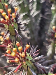 Euphorbia heptagona