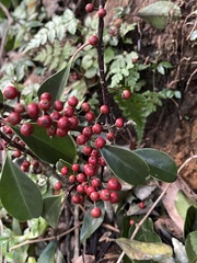 Ilex rotunda