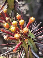 Euphorbia heptagona
