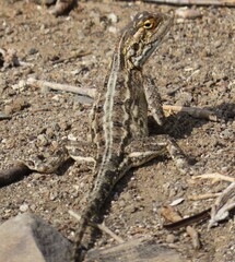 Agama aculeata