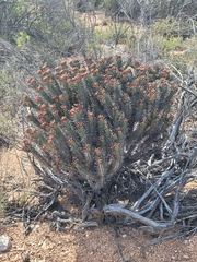 Euphorbia heptagona