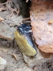 Arion hortensis