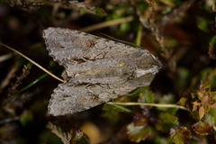 Ichneutica ustistriga