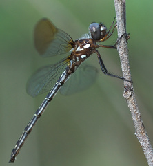 Macrothemis celeno