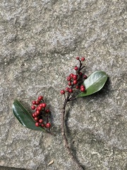 Ilex rotunda