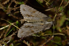 Ichneutica ustistriga