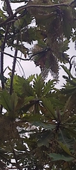 Bocconia frutescens