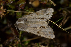 Ichneutica ustistriga