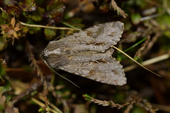 Ichneutica ustistriga