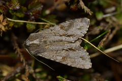 Ichneutica ustistriga