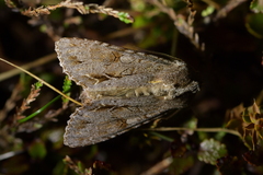 Ichneutica ustistriga