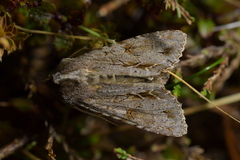 Ichneutica ustistriga