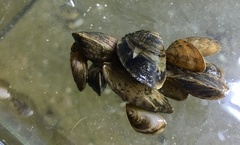 Dreissena bugensis