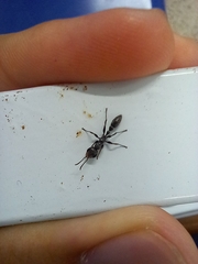 Pseudomyrmex