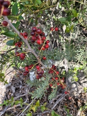 Asparagus aethiopicus