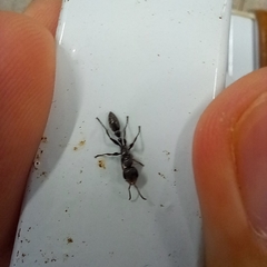 Pseudomyrmex