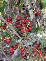 Asparagus aethiopicus