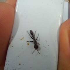 Pseudomyrmex