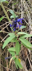 Salvia corrugata
