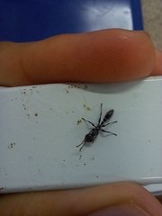 Pseudomyrmex