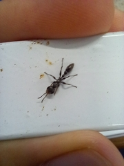 Pseudomyrmex