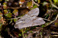 Ichneutica ustistriga