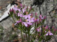 Centaurium erythraea