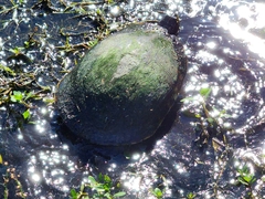 Pseudemys peninsularis