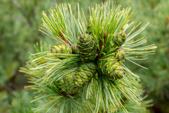 Pinus pumila